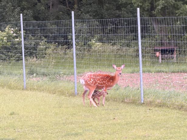Ein Sikatier mit ihrem Kalb am Hof in Lembach in der Buckligen Welt.