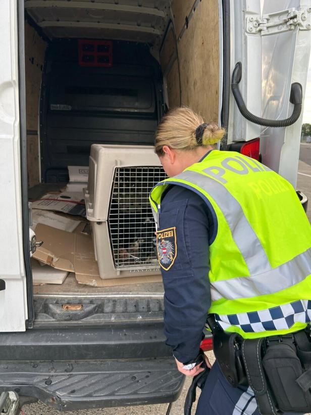 Die Polizei entdeckte die Tiere in einer ungesicherten Box.