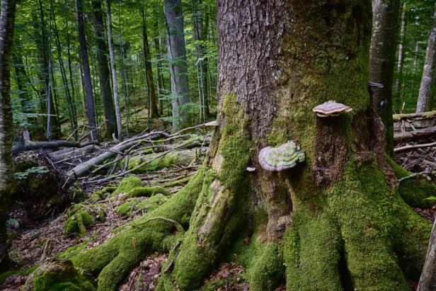 Moosbewachsener Baumstamm im Wald mit mehreren Pilzleisten und umgestürzten Ästen.