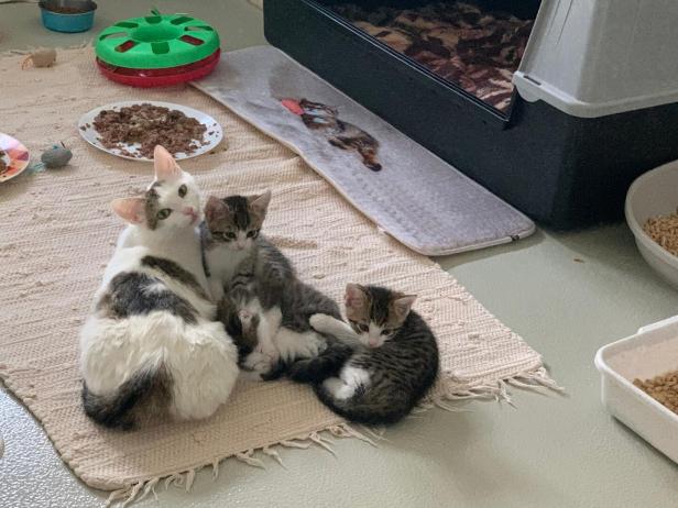 Drei Katzen liegen am Boden