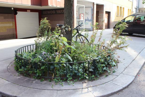 Kleines eingezäuntes Straßenbeet mit Baum und wild wachsenden Pflanzen vor Wohnhäusern.