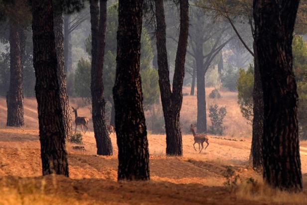 TOPSHOT-SPAIN-WILDFIRE-EMERGENCY-CLIMATE