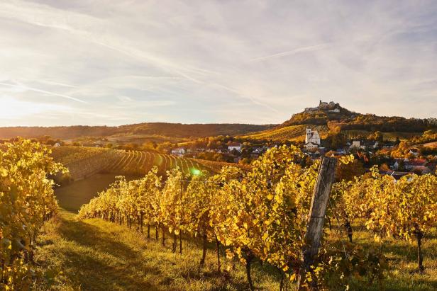 Goldene Weinreben im Herbst 