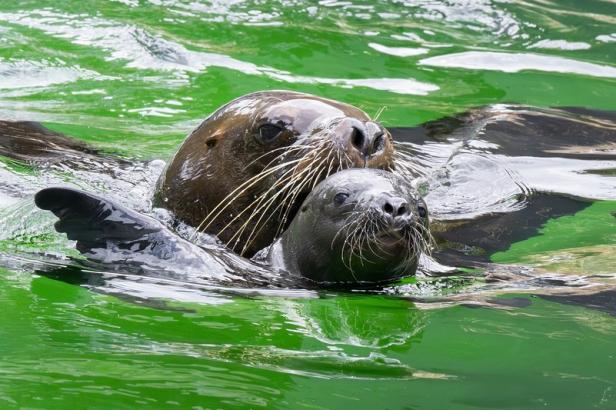 Mähnenrobben-Mutter mit Jungtier im Wasser.