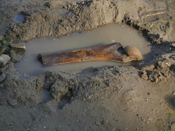 BULGARIA-SCIENCE-DROUGHT-ANIMAL-CLIMATE-HEATWAVE