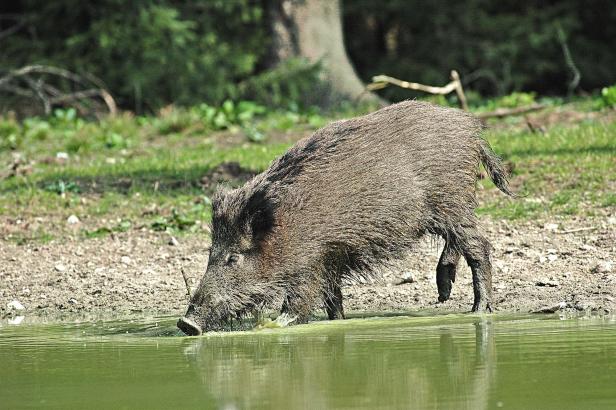 Wildschweine benötigen bis zu 12 Liter Wasser Pro Tag.