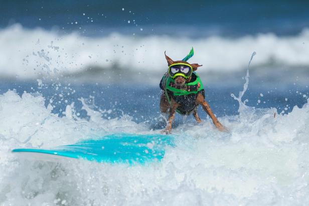 TOPSHOT-SURF-ANIMAL-DOG-CHAMPIONSHIP-CHARITY