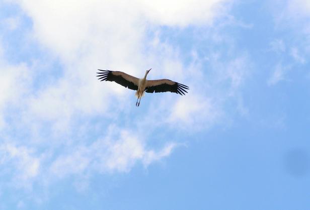 Storch