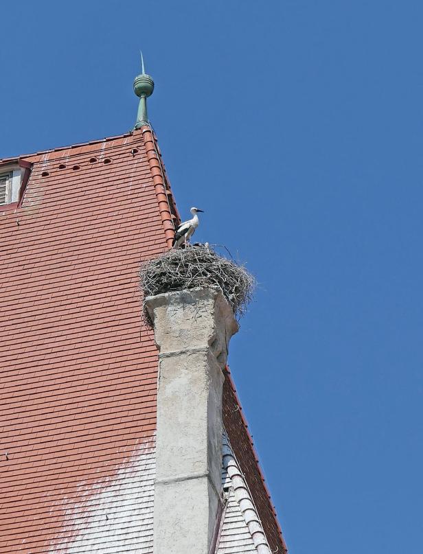 Jungstörche Schloss Orth