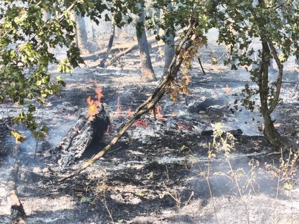 Vegetationsbrand Gänserndorf