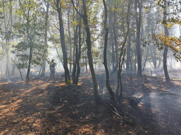 Vegetationsbrand Gänserndorf