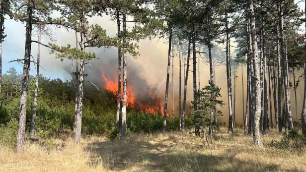 Waldbrand mit hohen Flammen und dichtem Rauch zwischen Kiefern.