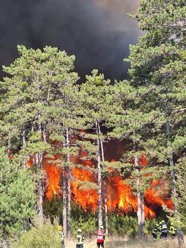 Waldbrand mit hohen Flammen zwischen Kiefern, unten stehen Feuerwehrkräfte.