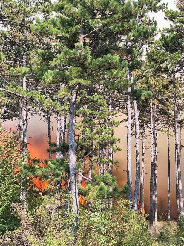 Waldbrand zwischen hohen Kiefern mit aufsteigendem Rauch und Flammen.