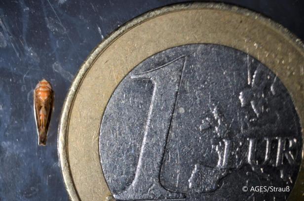 Amerikanische Rebzikade