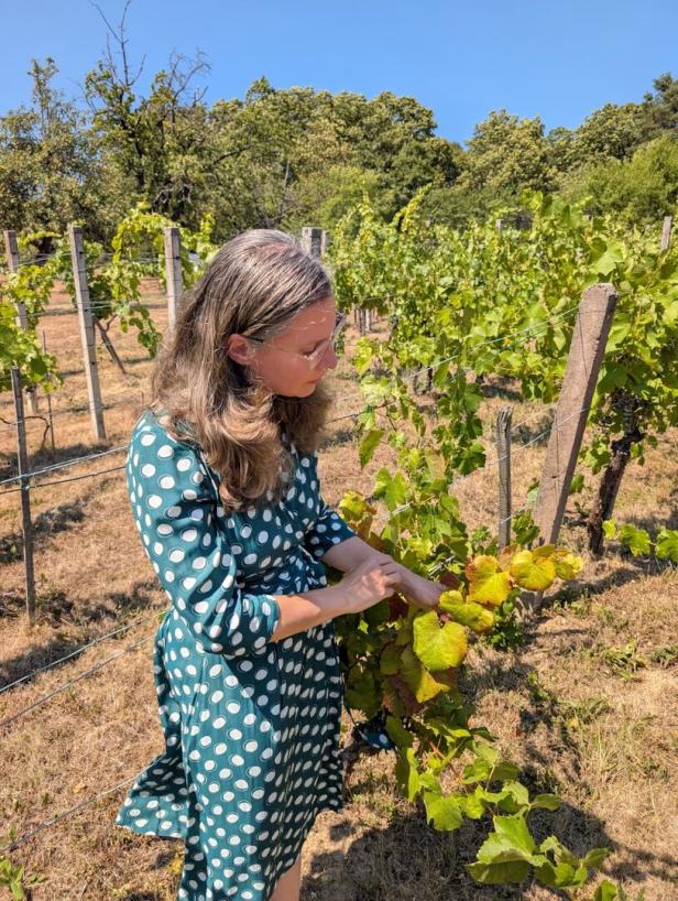 Eine Frau im gepunkteten Kleid prüft Reben in einem sonnigen Weinberg.