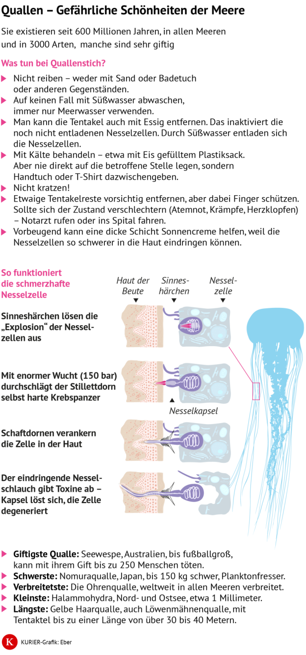 Infografik über Quallen: Erste Hilfe bei Quallenstich, Nesselzellen und Fakten zu giftigsten, schwersten und längsten Arten.
