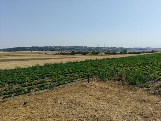 Weinviertler Bio-Erdnüsse