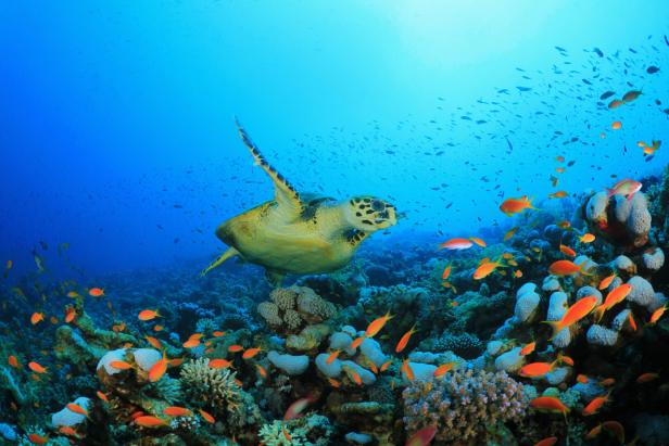 Sea Turtle swims over Coral Reef