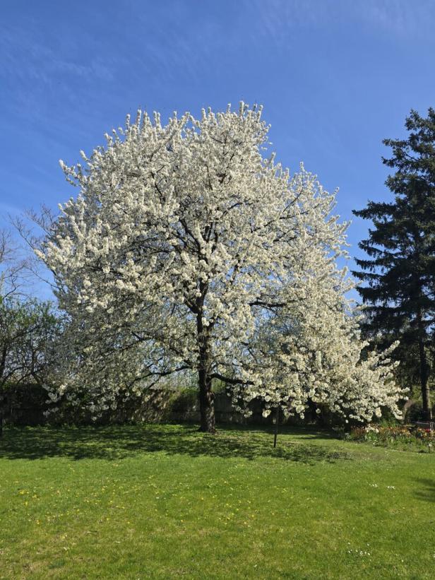 Kirschbaum