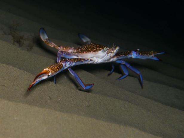 Eine blaue Schwimmkrabbe.