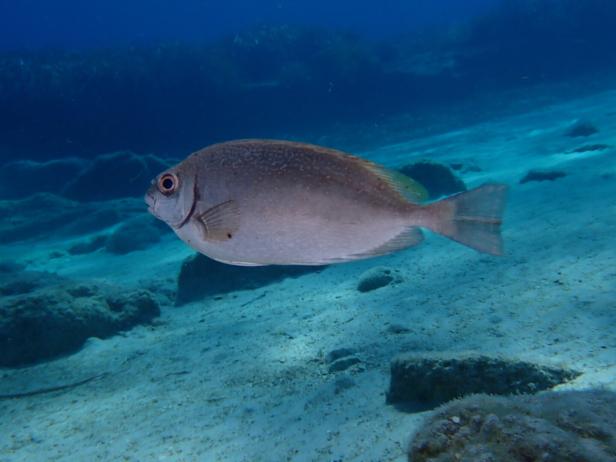 Kaninchenfisch.