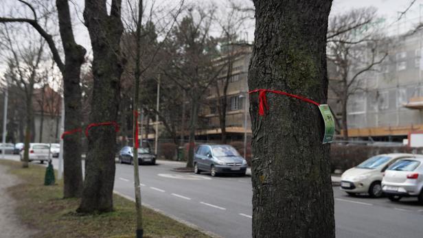 Bäume an einer Straße sind mit roten Bändern markiert, im Hintergrund stehen Autos und Wohnhäuser.
