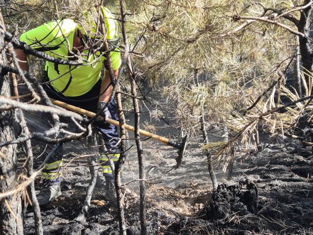 ++ HANDOUT ++ BRAND IM FÖHRENWALD IN NIEDERÖSTERREICH UNTER KONTROLLE