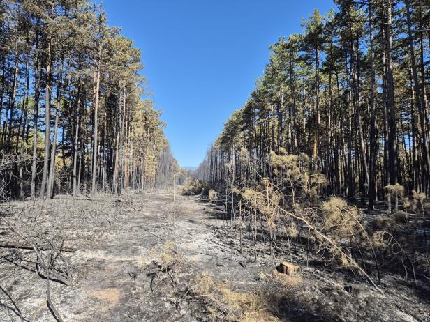 ++ HANDOUT ++ BRAND IM FÖHRENWALD IN NIEDERÖSTERREICH UNTER KONTROLLE