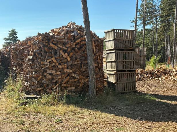 Holzstoß Buche Föhrenwald