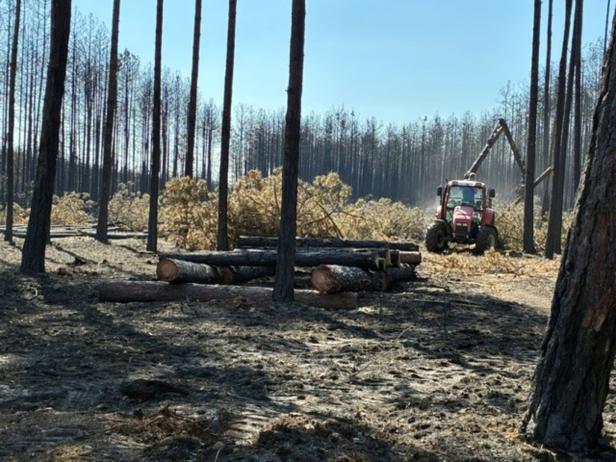Aufräumarbeiten nach Waldbrand