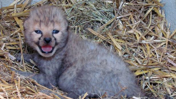 Zoo Salzburg freut sich über drei Geparden-Babys