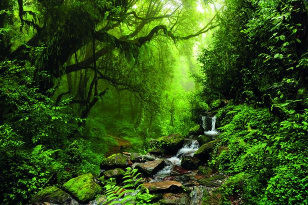 Ein kleiner Wasserfall fließt durch einen üppigen, grünen Dschungel.
