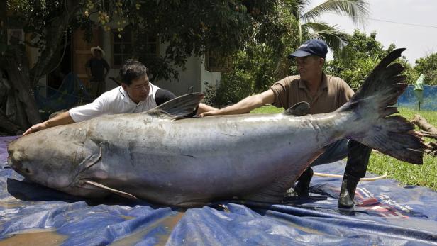 Der Pangasius und sein großer Bruder