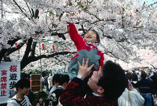 So verläuft Japans "Kirschblütenfront"