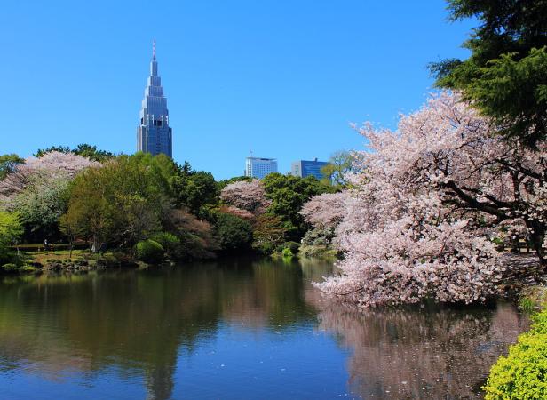 So verläuft Japans "Kirschblütenfront"