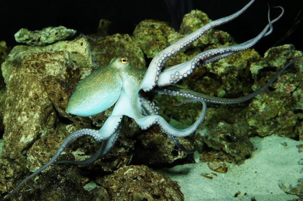 Ein Oktopus schwimmt vor einem Hintergrund aus Felsen und Sand.