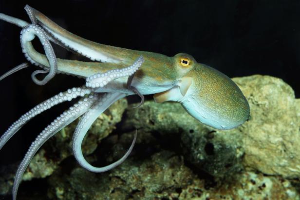 Ein Oktopus schwimmt vor einem dunklen Hintergrund und Felsen.