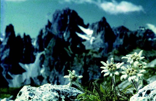 Exotische Zeitreise in die Alpen