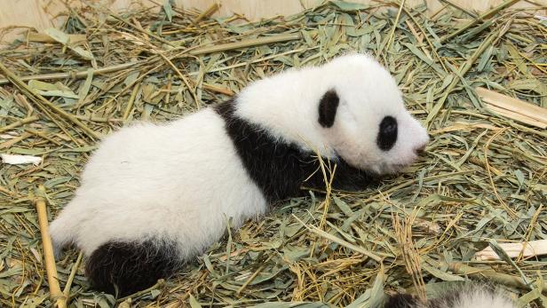 Panda-Zwillinge werden Mitte November "getauft"