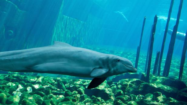 Hallo, Flipper: Delfine rufen sich beim Namen