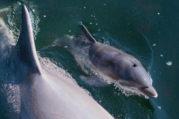 Hallo, Flipper: Delfine rufen sich beim Namen