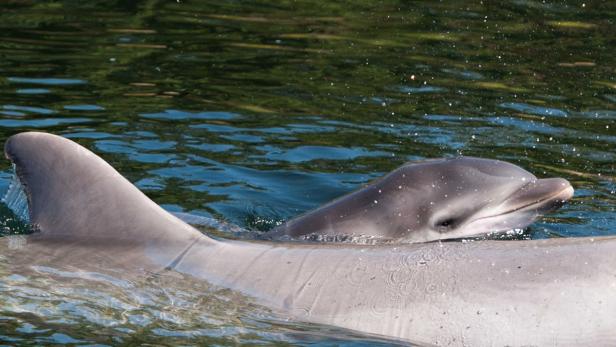 Hallo, Flipper: Delfine rufen sich beim Namen