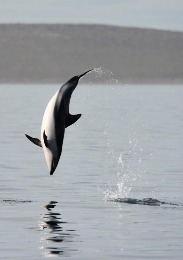 Hallo, Flipper: Delfine rufen sich beim Namen