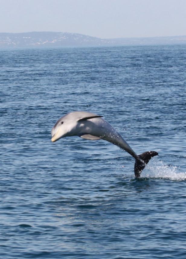 Hallo, Flipper: Delfine rufen sich beim Namen