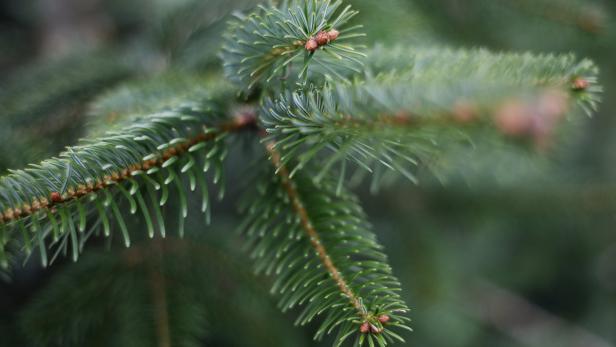 "Rechtzeitig kaufen" zahlt sich beim Weihnachtsbaum aus