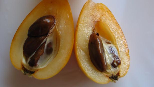 Kopie von Eriobotrya_japonica3.jpg 3 schnelle Tipps für Hagebutten, Schlehen und Mispeln