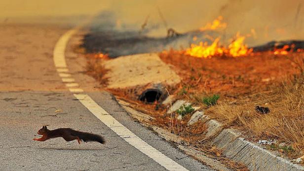 Bilder des Jahres 2011