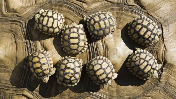 Bilder des Jahres 2011