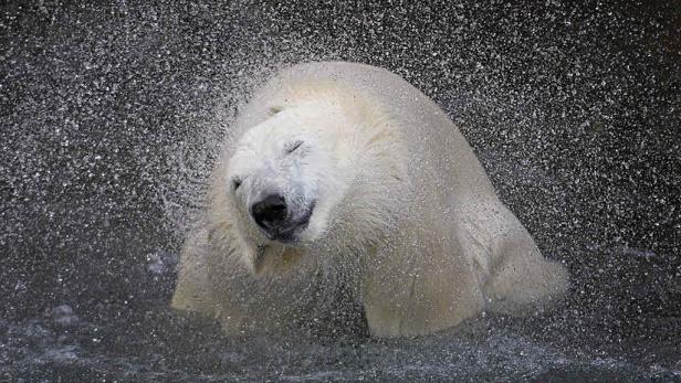 Bilder des Jahres 2011